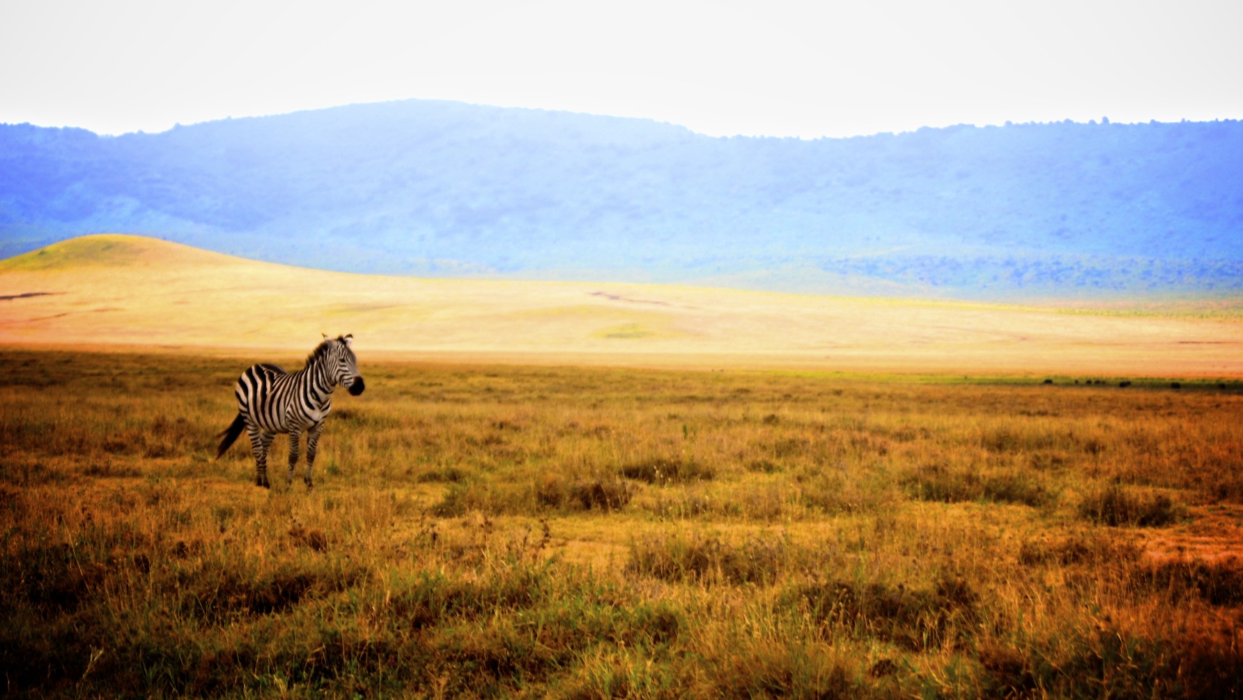 Бог серентиги. Серенгети Танзания заповедник. Заповедник Нгоронгоро Танзания. Серенгети национальный парк рельеф. Кратер Нгоронгоро Танзания.